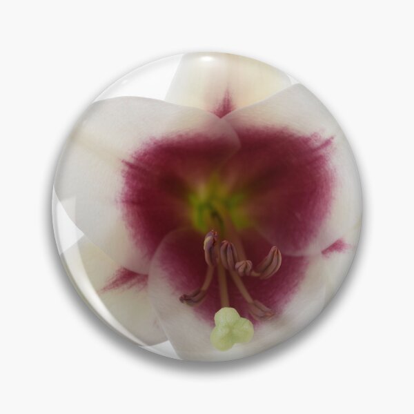 Item preview, Lilium Triumphator = 'Zanlophator' designed and sold by Chris Burrows.