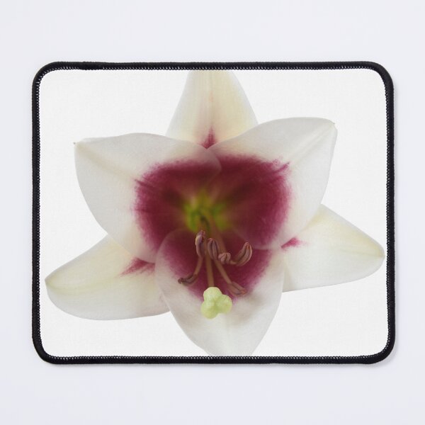 Item preview, Lilium Triumphator = 'Zanlophator' designed and sold by Chris Burrows.