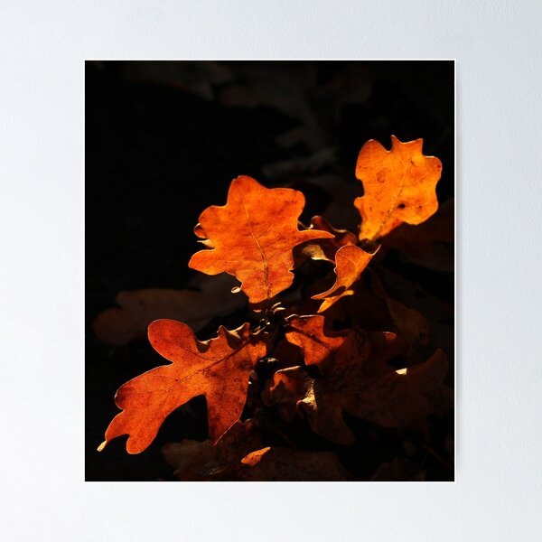 Item preview, Oak tree leaves in fall colors with dark background. designed and sold by KerstinB.