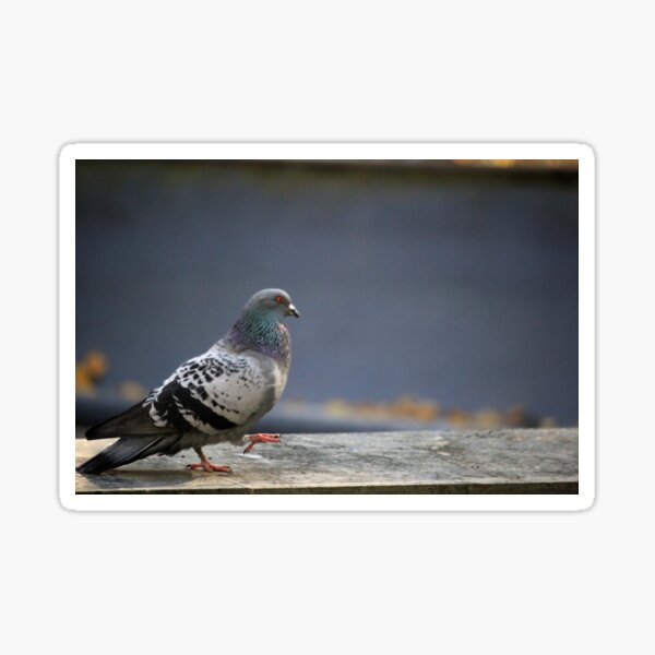 The Pigeon Marches to his own Tune Sticker