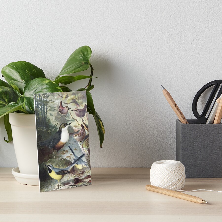 Dipper, Wagtails and Wrens Art Board Print