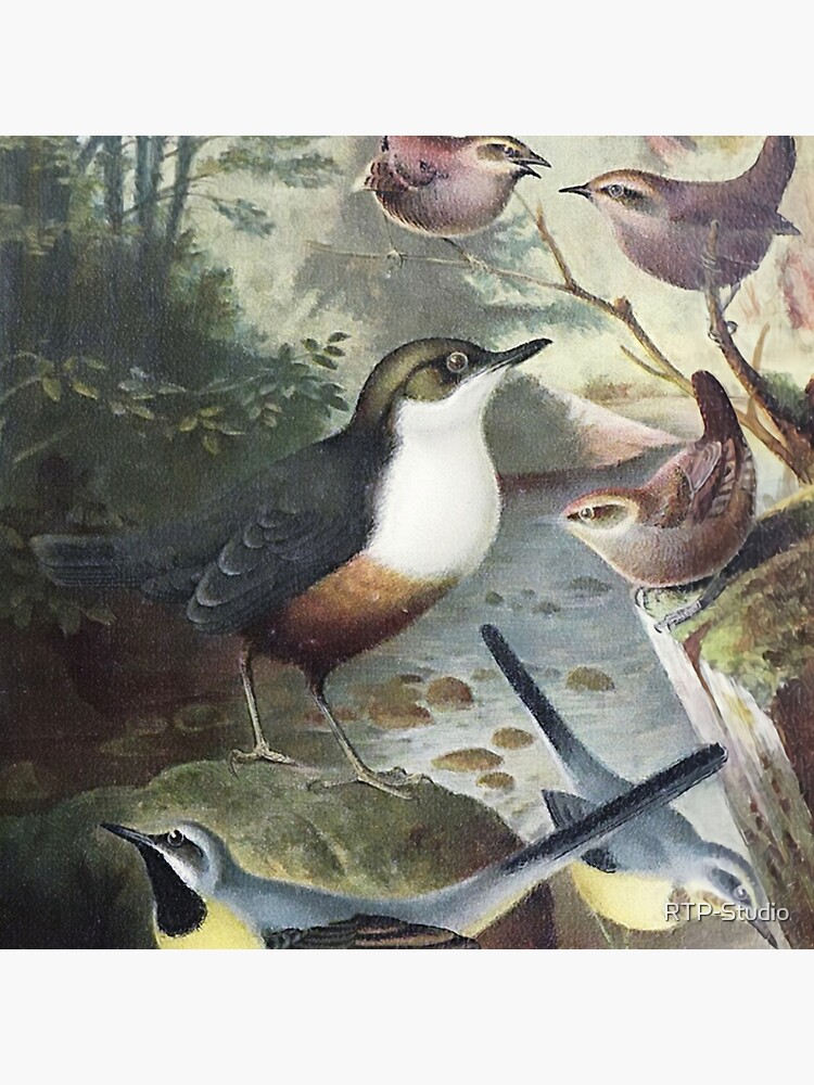 Dipper, Wagtails and Wrens by RTP-Studio