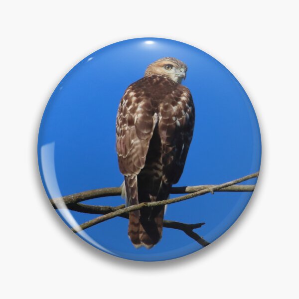 Artikelvorschau, Rotschwanzbussard | Natur entworfen und verkauft von RedHandedOD.