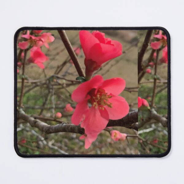 Item preview, Quince Fruit Blooms designed and sold by OldDaysPast.