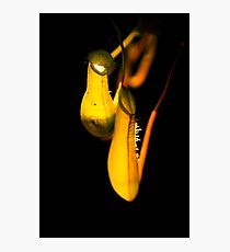 11 Photographic Print