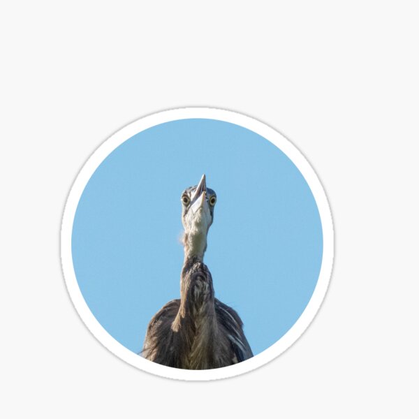 "Great Blue Heron" Sticker for Sale by taeylenol Redbubble