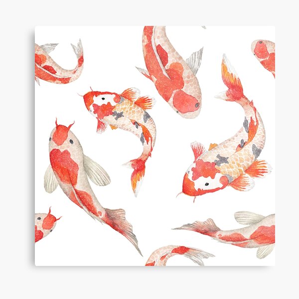 Koi Fish Metal Print