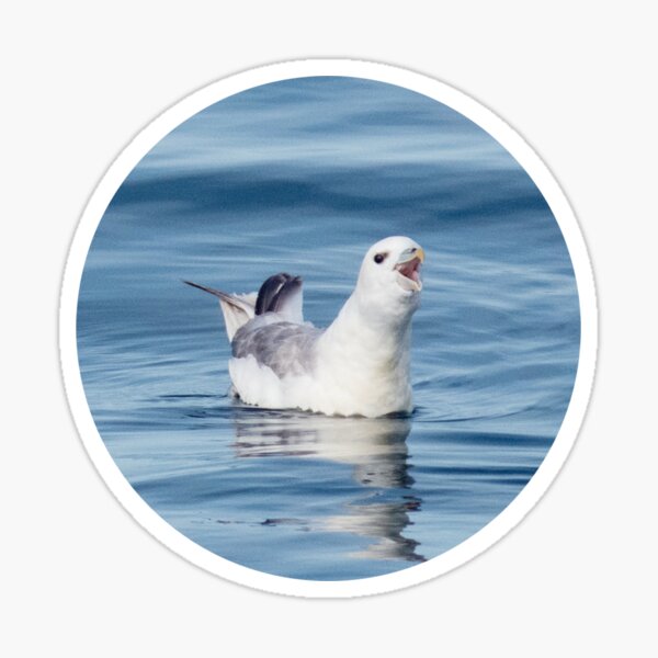 Item preview, Disgruntled Seabird designed and sold by taeylenol.