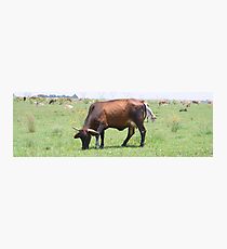 Bovine Photographic Print