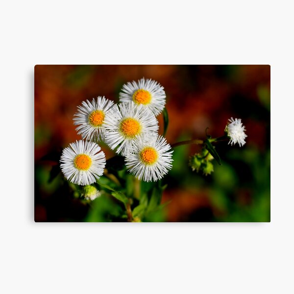 Faces Canvas Print