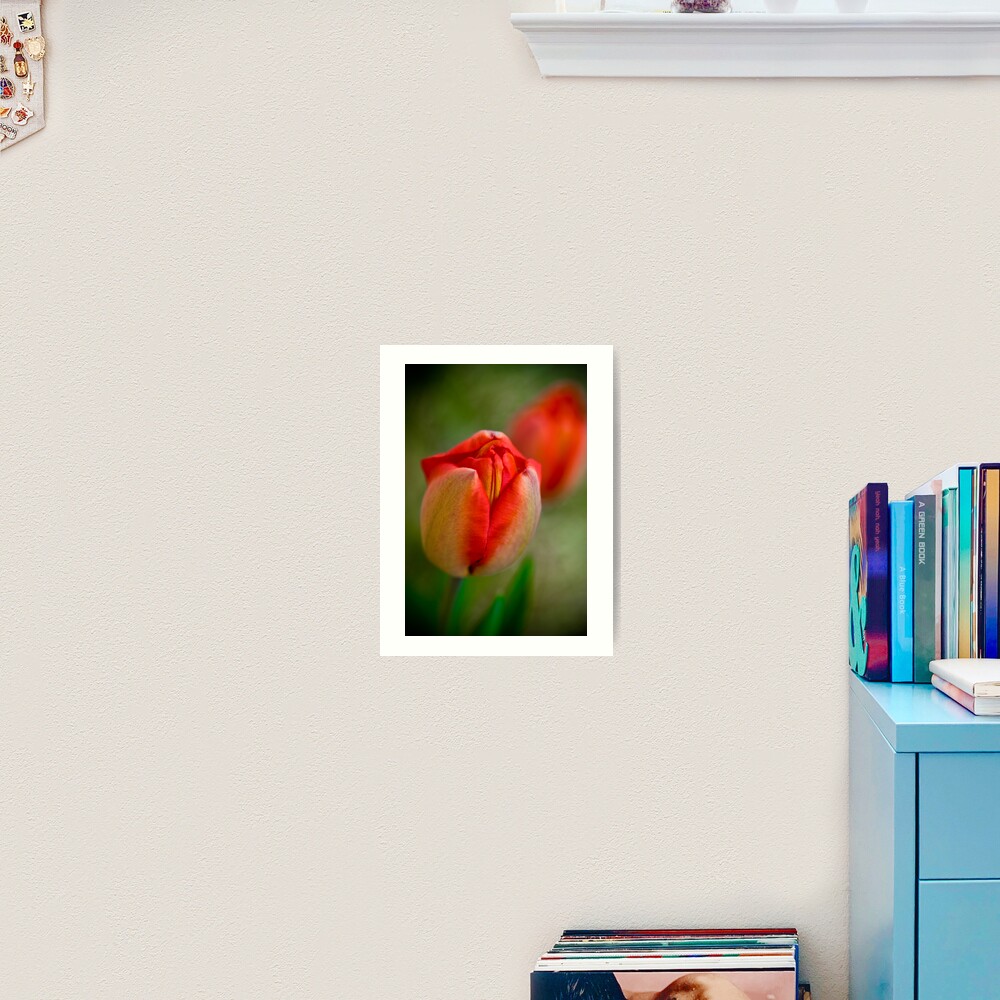 Tulips Opening Slowly Art Print