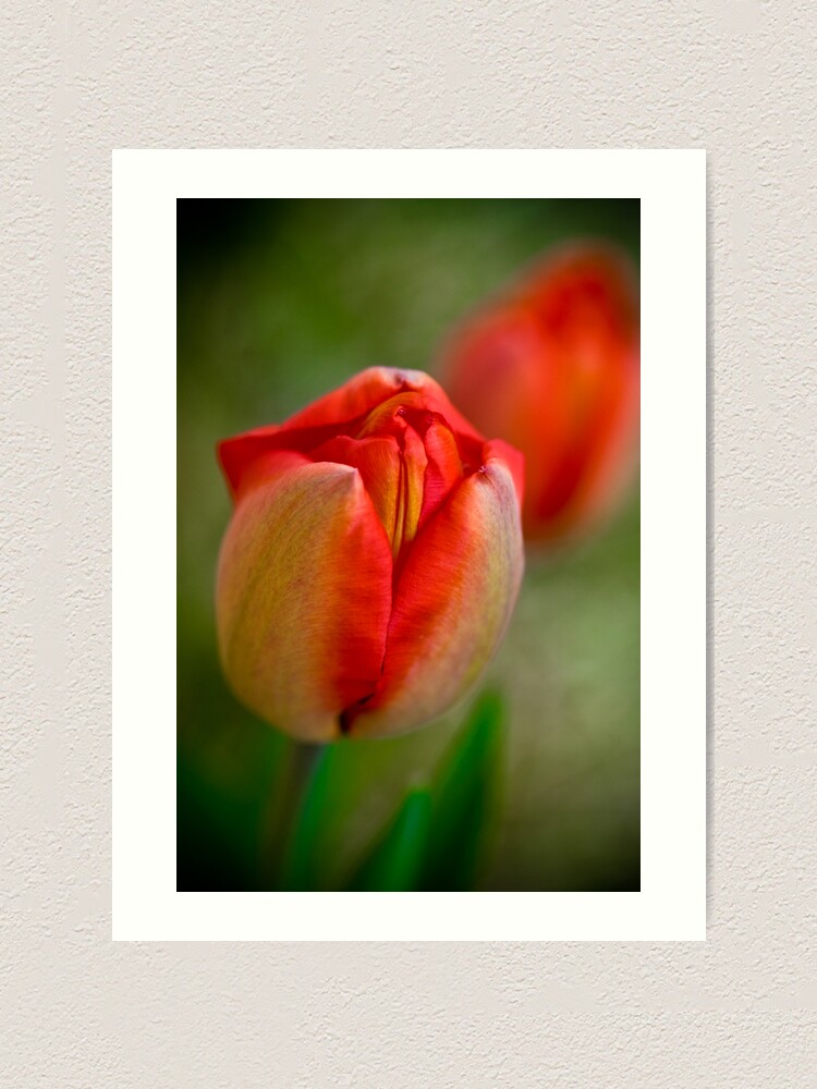 Alternate view of Tulips Opening Slowly Art Print
