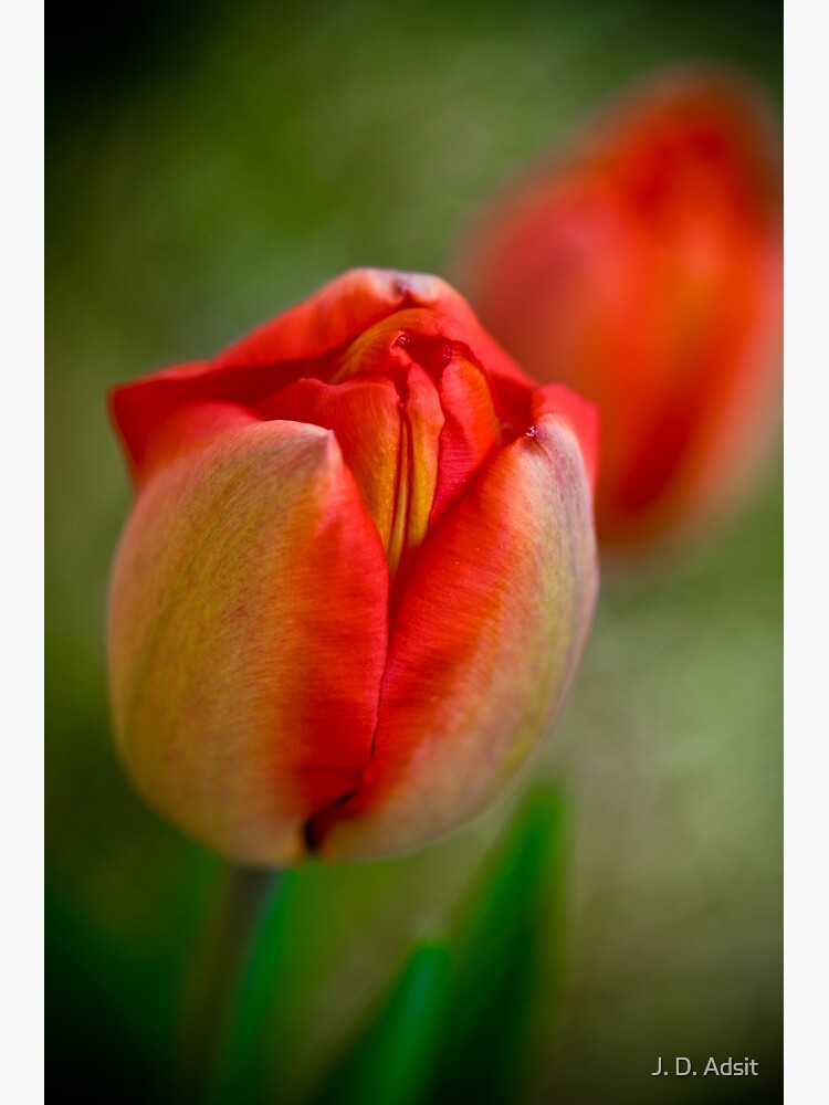 Tulips Opening Slowly by adsitprojectpro
