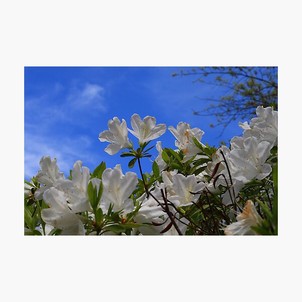 Spring Day Photographic Print