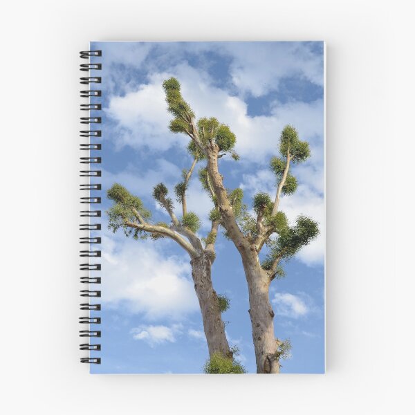 Item preview, tree exotic eucalyptus huge big immense nature designed and sold by farmer248.
