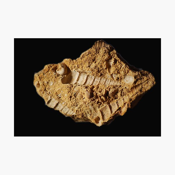Artikel-Vorschau von Fossil Imprint, designt und verkauft von Steve  Woodman.