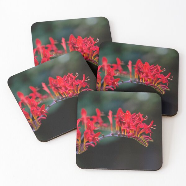 Item preview, Vibrant red arcing strand of Lucifer Montbretia on  dark background designed and sold by Rod Raglin.