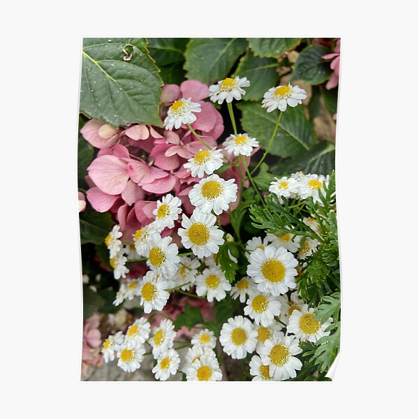 Tanacetum Parthenium Mugwort And Hydrangeas Poster For Sale By Ponted Redbubble