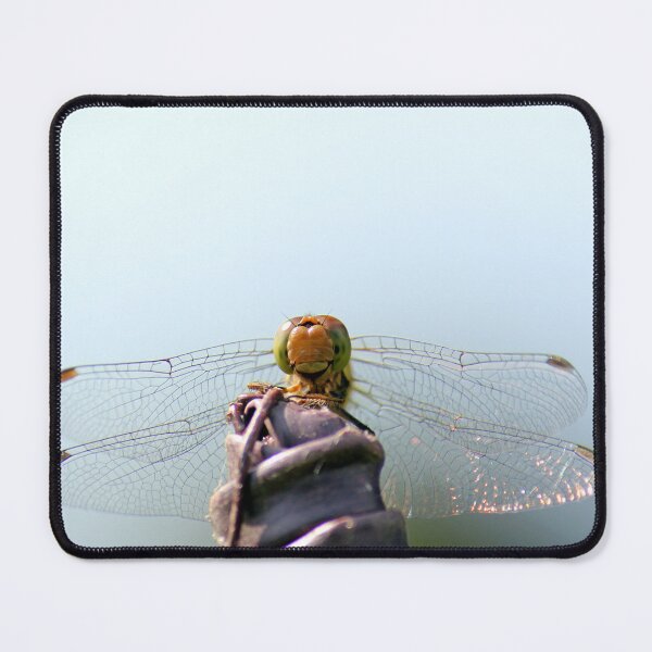 Item preview, dragonfly female ruddy darter, close up of face looks like is smiling due to markings - Odonata, Ruddy Darter. (Sympetrum Sanguineum) designed and sold by cheekylorns.