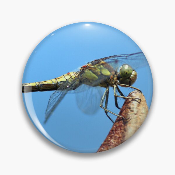 Item preview, dragonfly female ruddy darter, close up of face looks like is smiling due to markings - Odonata, Ruddy Darter. (Sympetrum Sanguineum) designed and sold by cheekylorns.