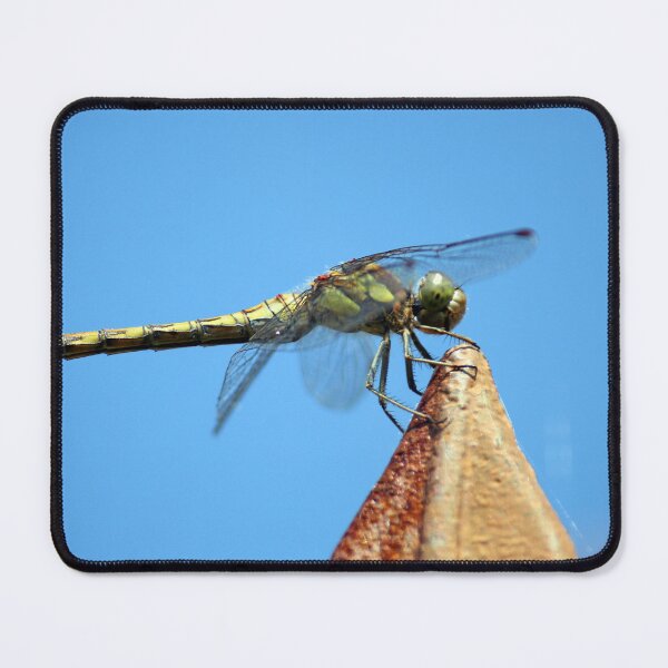 Item preview, dragonfly female ruddy darter, close up of face looks like is smiling due to markings - Odonata, Ruddy Darter. (Sympetrum Sanguineum) designed and sold by cheekylorns.
