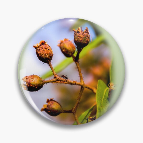 Item preview, Ant on gum nut  designed and sold by indiafrankk.