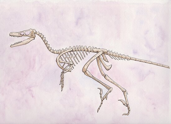 velociraptor skeleton drawing