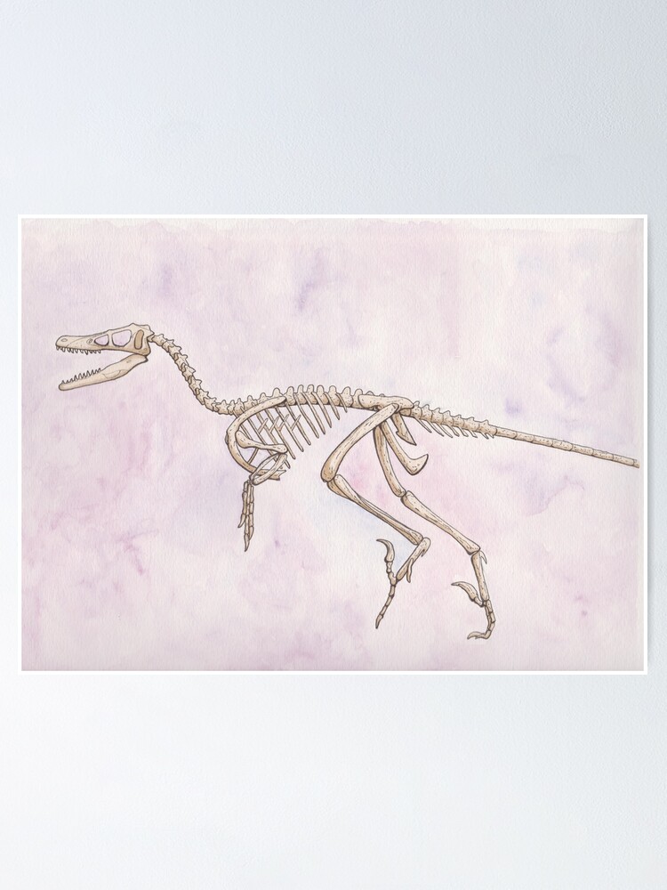 velociraptor skeleton drawing