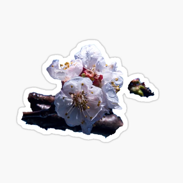 Apricot blossom Sticker