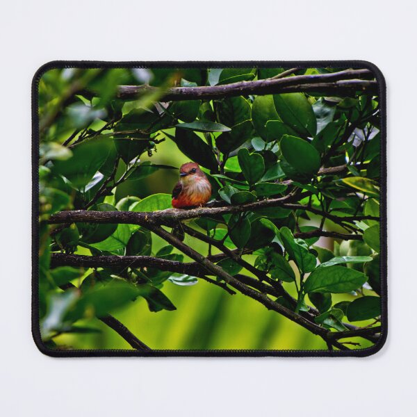 Item preview, The Female Vermilion Flycatcher Is Very Pretty designed and sold by alabca.
