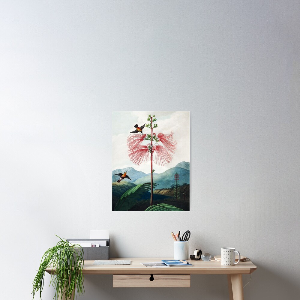 Large Flowering Sensitive Plant - The Temple of Flora Poster