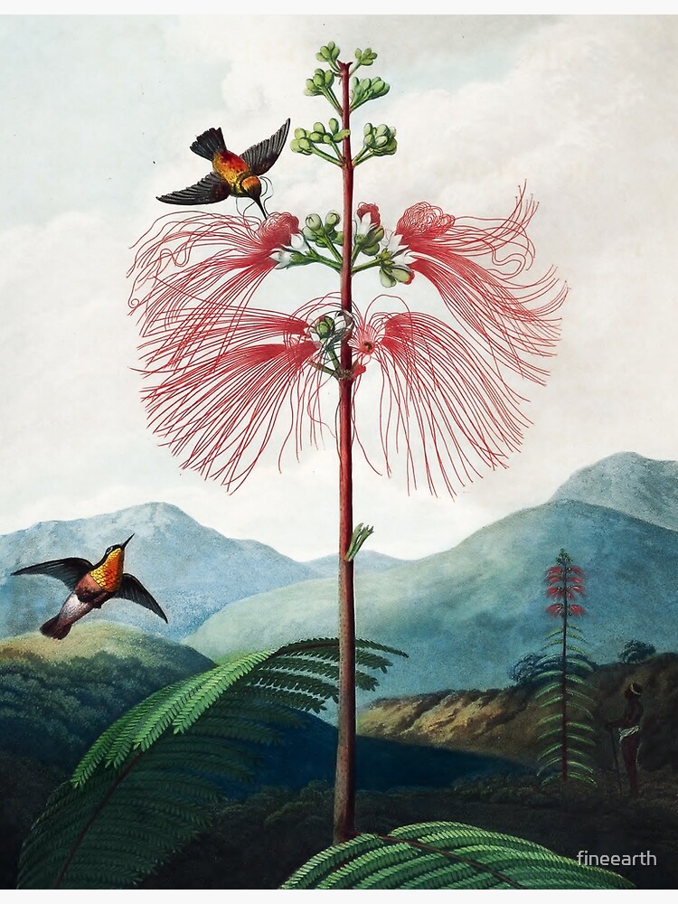 Large Flowering Sensitive Plant - The Temple of Flora by fineearth