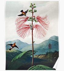 Große blühende empfindliche Pflanze - der Tempel der Flora Poster