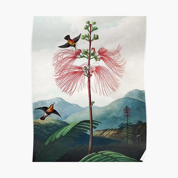 Large Flowering Sensitive Plant - The Temple of Flora Poster