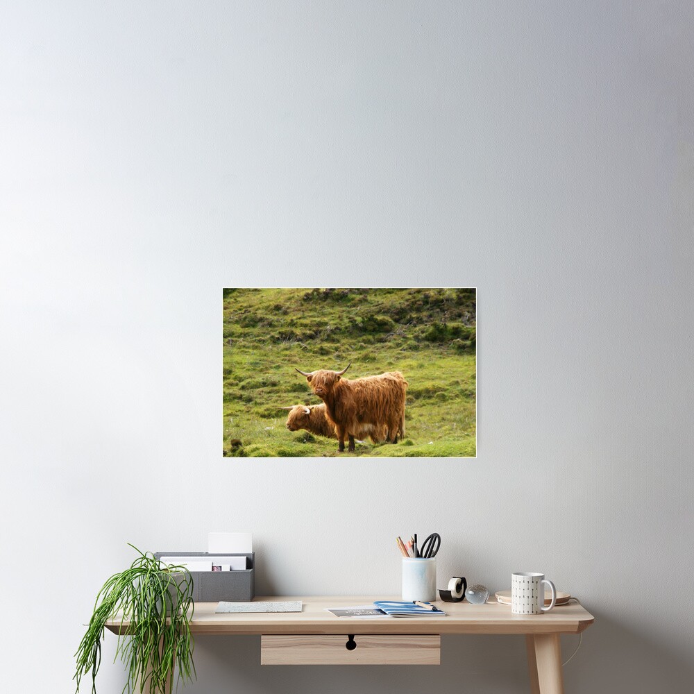 Scottish Highland Cows Poster