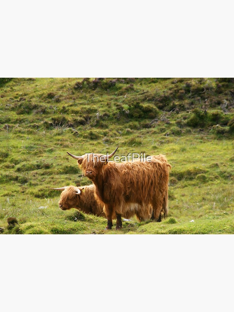 Scottish Highland Cows by TheLeafPile