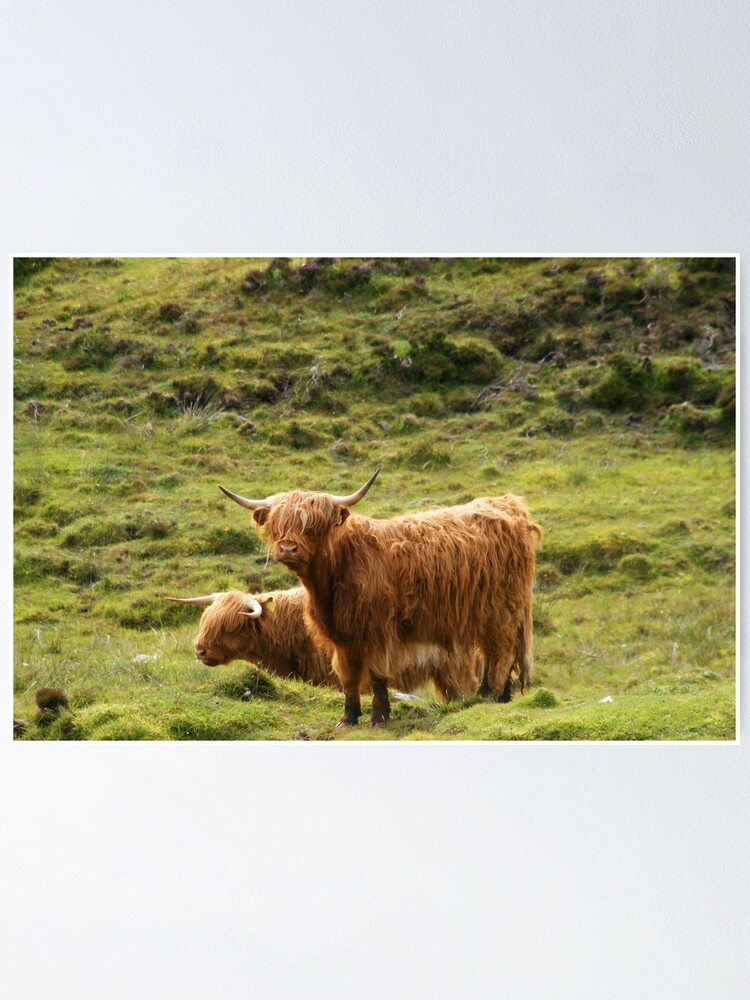 Alternate view of Scottish Highland Cows Poster