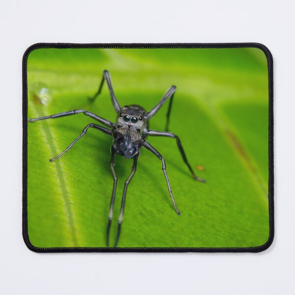 Item preview, Unique and organic photo of an ant mimic spider looking at you designed and sold by AvonPerception.
