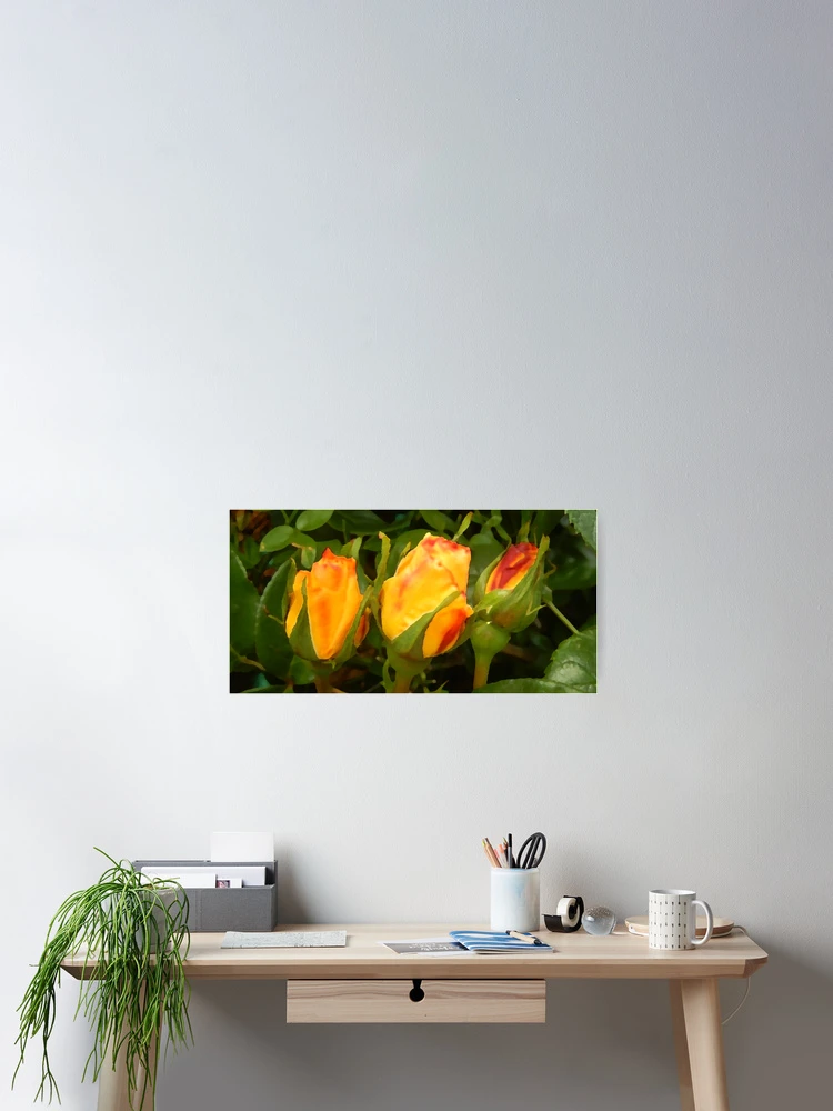 Thumbnail 2 of 3, Poster, Three Roses designed and sold by Forfarlass.