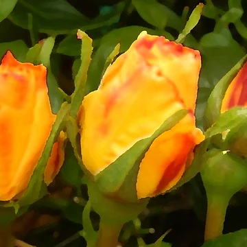 Artwork thumbnail, Three Roses by Forfarlass