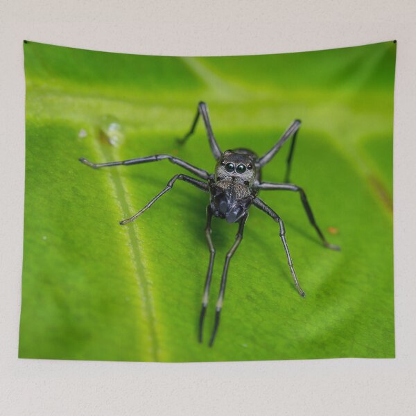 Item preview, Unique and organic photo of an ant mimic spider looking at you designed and sold by AvonPerception.