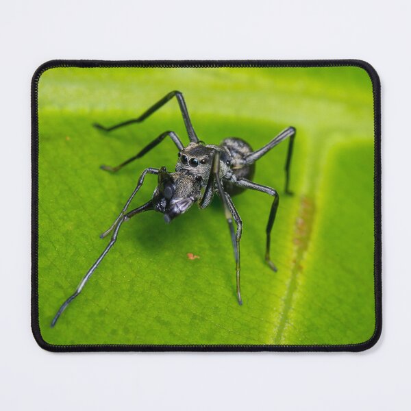Item preview, Unique and organic photo of an ant mimic spider cleaning its chelicerae designed and sold by AvonPerception.