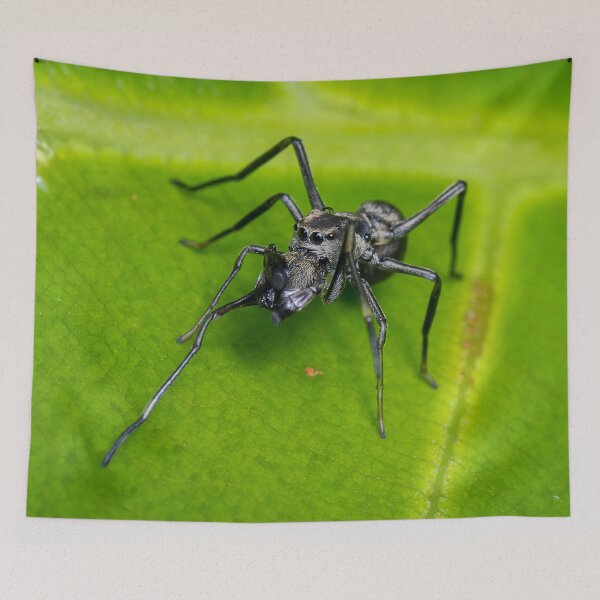Item preview, Unique and organic photo of an ant mimic spider cleaning its chelicerae designed and sold by AvonPerception.