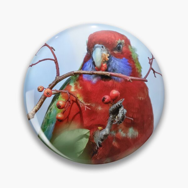 Item preview, Crimson rosella with berries.  designed and sold by DaveBassett.