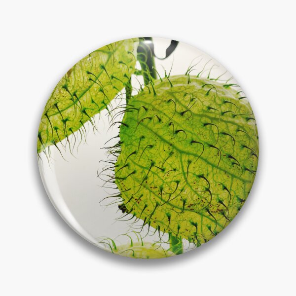 Item preview, Balloon plant Gomphocarpus physocarpus designed and sold by Christine Mignon.