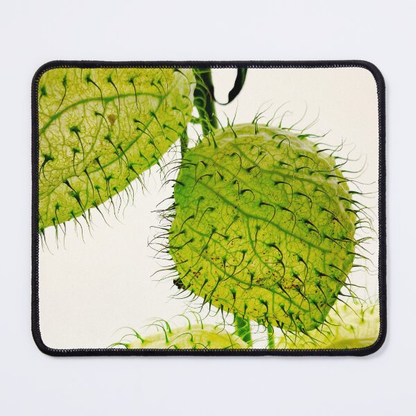 Item preview, Balloon plant Gomphocarpus physocarpus designed and sold by Christine Mignon.