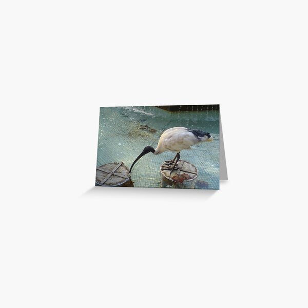 Ibis Greeting Card