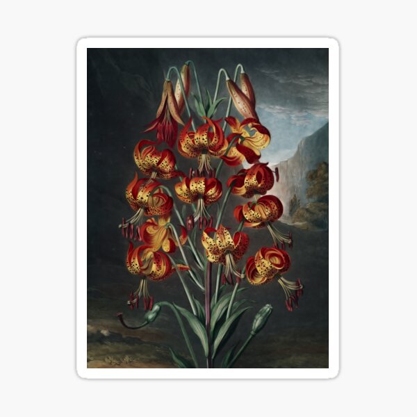 Item preview, The Superb Lily - The Temple of Flora designed and sold by Vintage Wall Art.