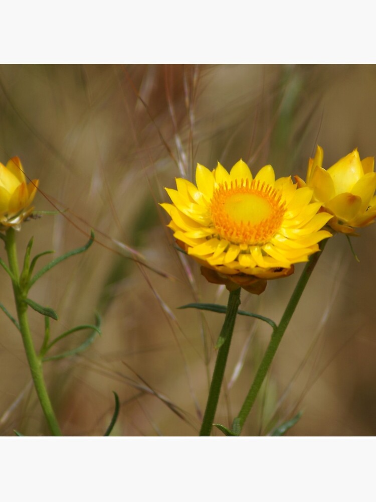 Yellow paper daisy by margaretsphotos