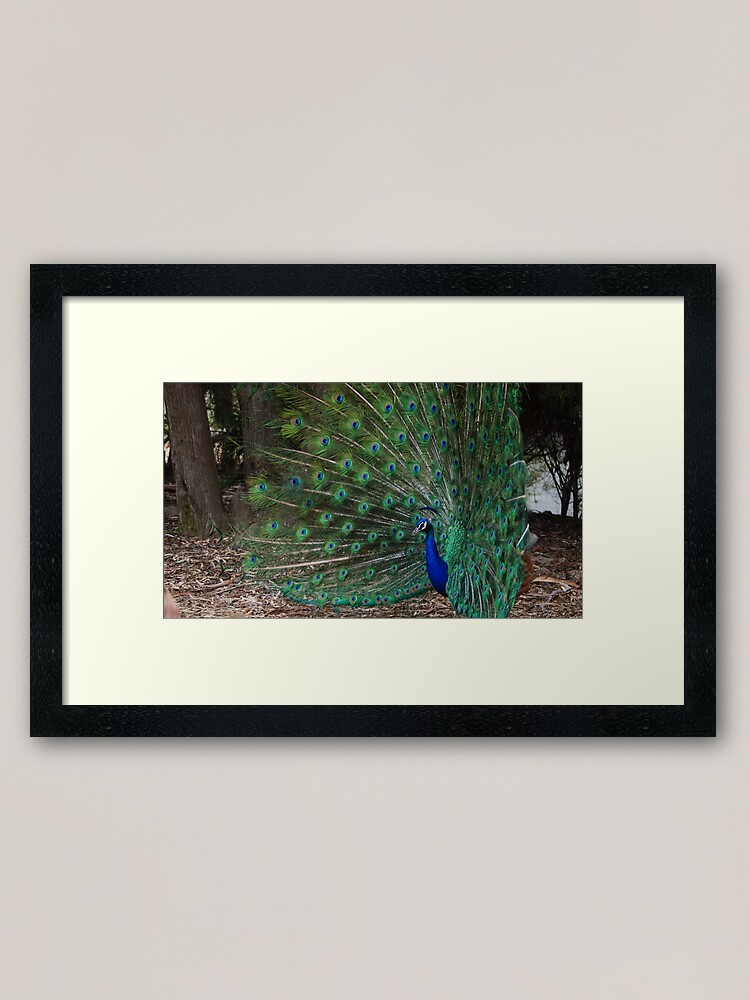 Alternate view of Peacock Framed Art Print